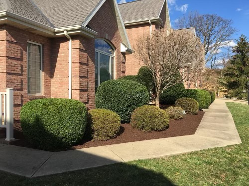 Shrub Trimming & Pruning